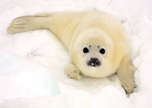 Baby harp seal pup Baby harp seal pup on ice of the White Sea seal pup stock pictures, royalty-free photos & images