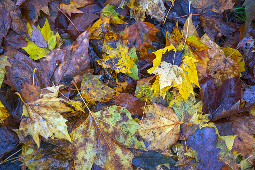 Fallen autumn leaves on the ground in the forest. Colorful autumn background