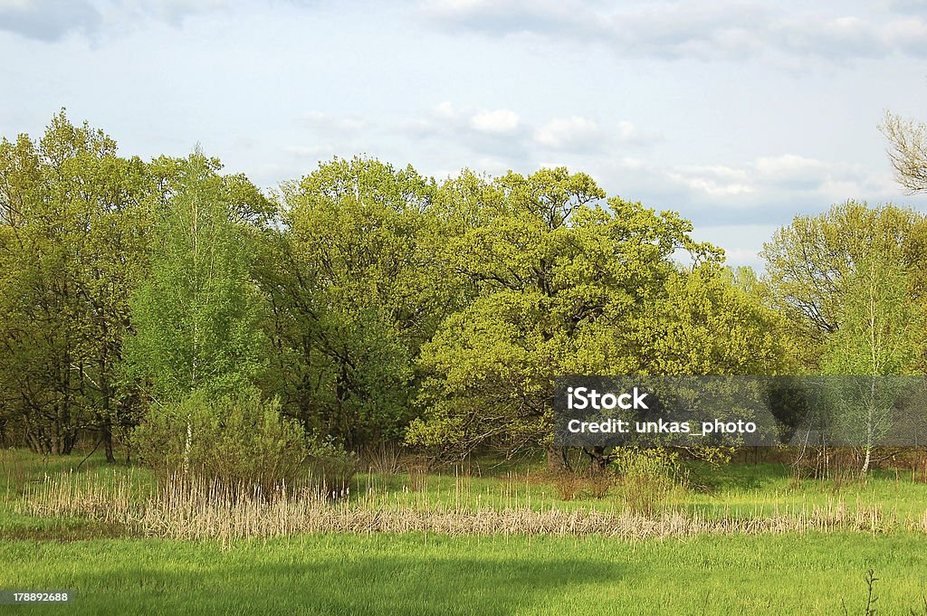 Frühling Baum im Wald - Lizenzfrei Ast - Pflanzenbestandteil Stock-Foto