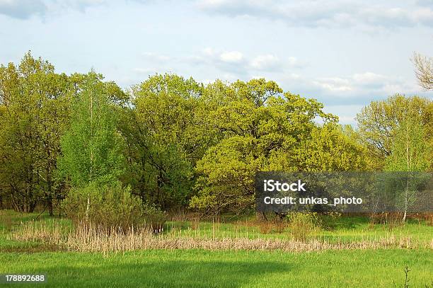 Frühling Baum Im Wald Stockfoto und mehr Bilder von Ast - Pflanzenbestandteil - Ast - Pflanzenbestandteil, Baum, Birke