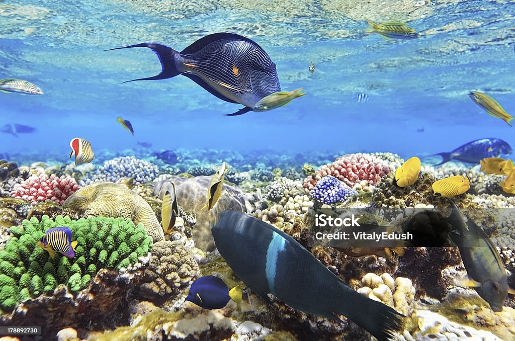 Coraux et poissons dans le Sea.Egypt rouge - Photo de Animaux à l'état sauvage libre de droits
