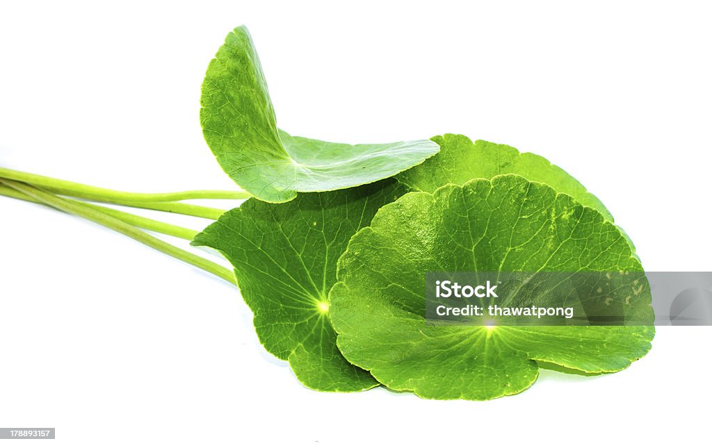 gotu kola hojas - Foto de stock de Alimento libre de derechos