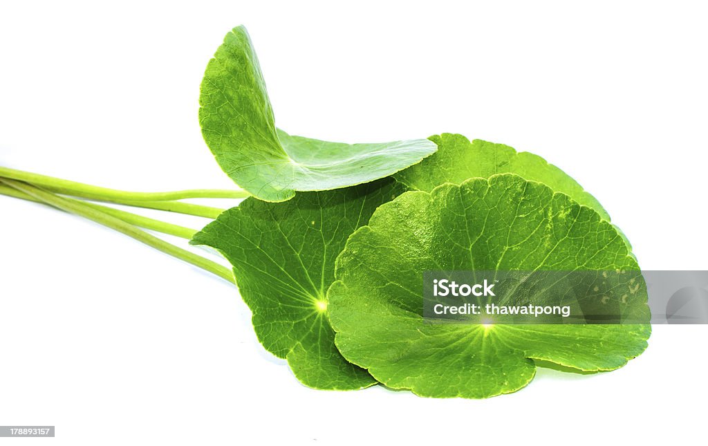 gotu kola 잎 - 로열티 프리 반란 스톡 사진