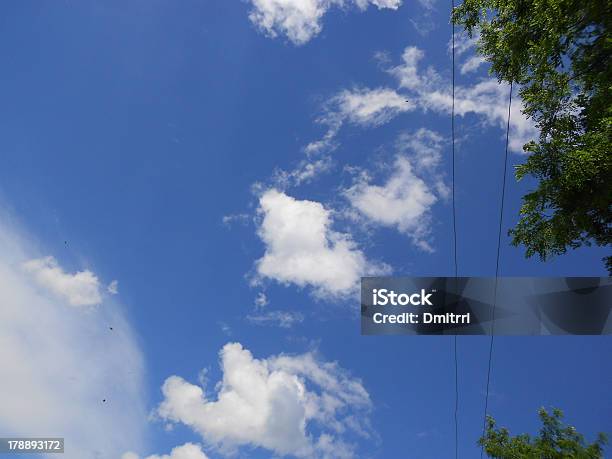 Tree Sky Stock Photo - Download Image Now - Above, Beauty, Beauty In Nature