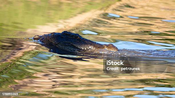 Krokodyl Haunting W Płytkiej Wodzie - zdjęcia stockowe i więcej obrazów Afryka - Afryka, Afryka Południowa, Bez ludzi