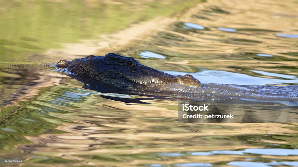 Assombrosos crocodilo em águas rasas - Foto de stock de Animais caçando royalty-free