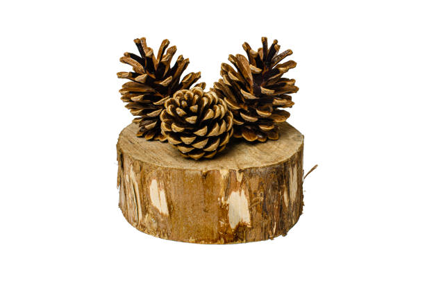 istock Pine cones on a piece of cut wood 1788934428