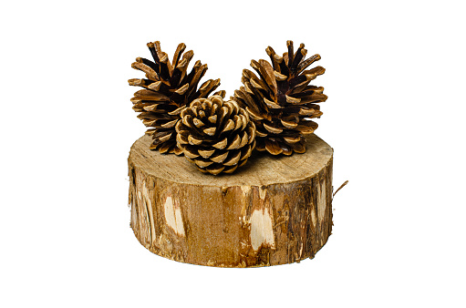 Still life with a pine cone on a piece of wood, still life on an isolated background