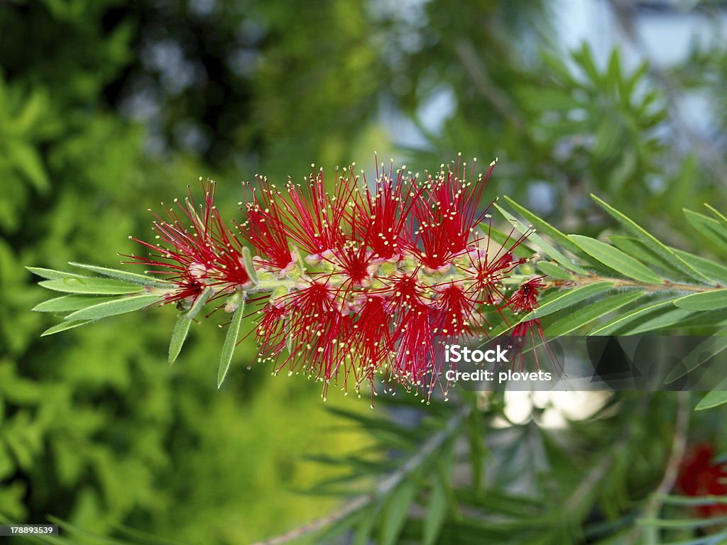 Flores de plantas tropicais - Foto de stock de Bosque - Floresta royalty-free