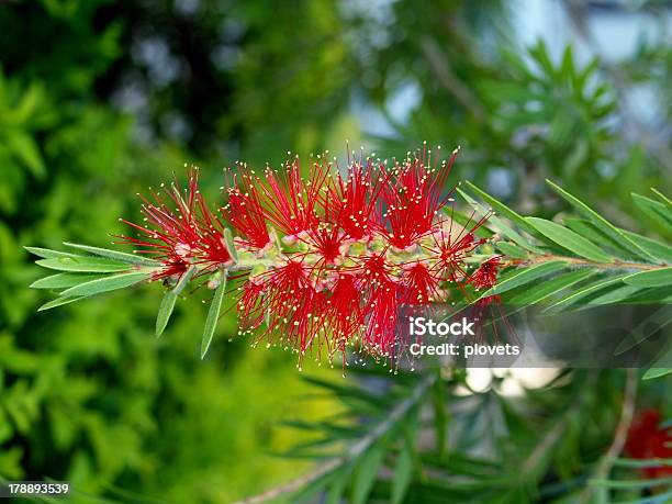 Foto de Flores De Plantas Tropicais e mais fotos de stock de Bosque - Floresta - Bosque - Floresta, Exterior, Flor