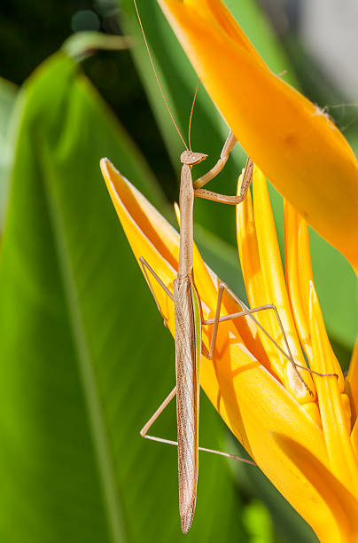 mantide e l'uccello del paradiso fiore - cricket locust grasshopper insect foto e immagini stock