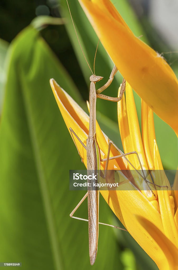 Mantis i Ptaszek Raju flower - Zbiór zdjęć royalty-free (Bez ludzi)