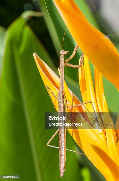 Mantis I Ptaszek Raju Flower - zdjęcia stockowe i więcej obrazów Bez ludzi - Bez ludzi, Bliskie zbliżenie, Czułek