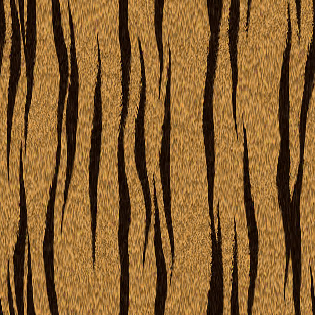 Detail of real tiger skin or fur texture background wide panorama.