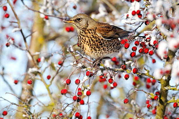 istock Fieldfare, Turdus pilaris 178893801
