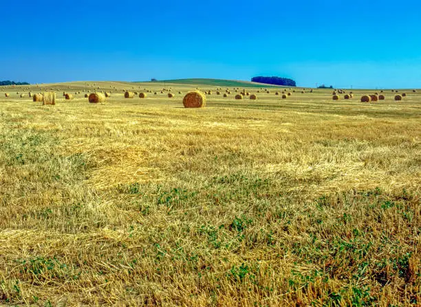 Straw bales in field after harvest