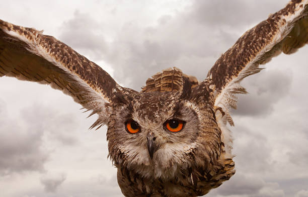 Indian (Bengal) Eagle Owl in flight stock photo