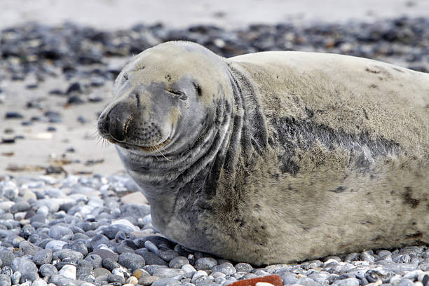 istock Grey seal on the beach of Helgoland Dune 178894147