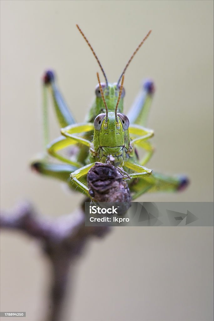 Przednie Zbliżenie dwóch grasshopper płciowych - Zbiór zdjęć royalty-free (Acrididae)