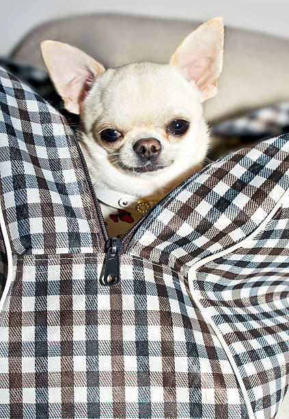 istock chihuahua in bag 178894269