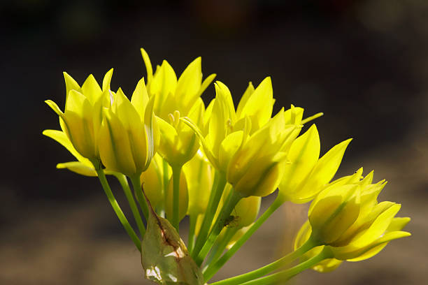 Yellow tulips in the garden 