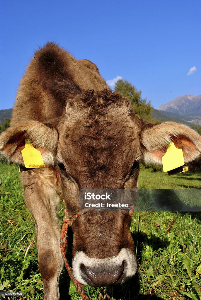 De vache - Photo de Agriculture libre de droits