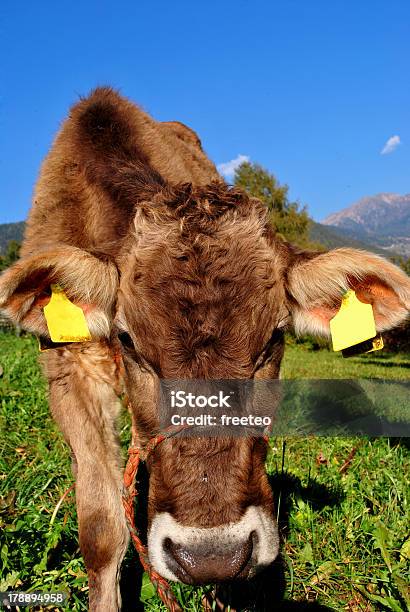Foto de Vaca e mais fotos de stock de Agricultura - Agricultura, Animal, Azul
