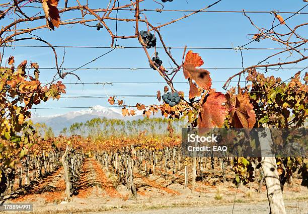 Jesień W Winnicy - zdjęcia stockowe i więcej obrazów Argentyna - Argentyna, Bez ludzi, Czerwone winogrono