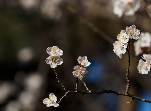 Plum blossom bud in springtime