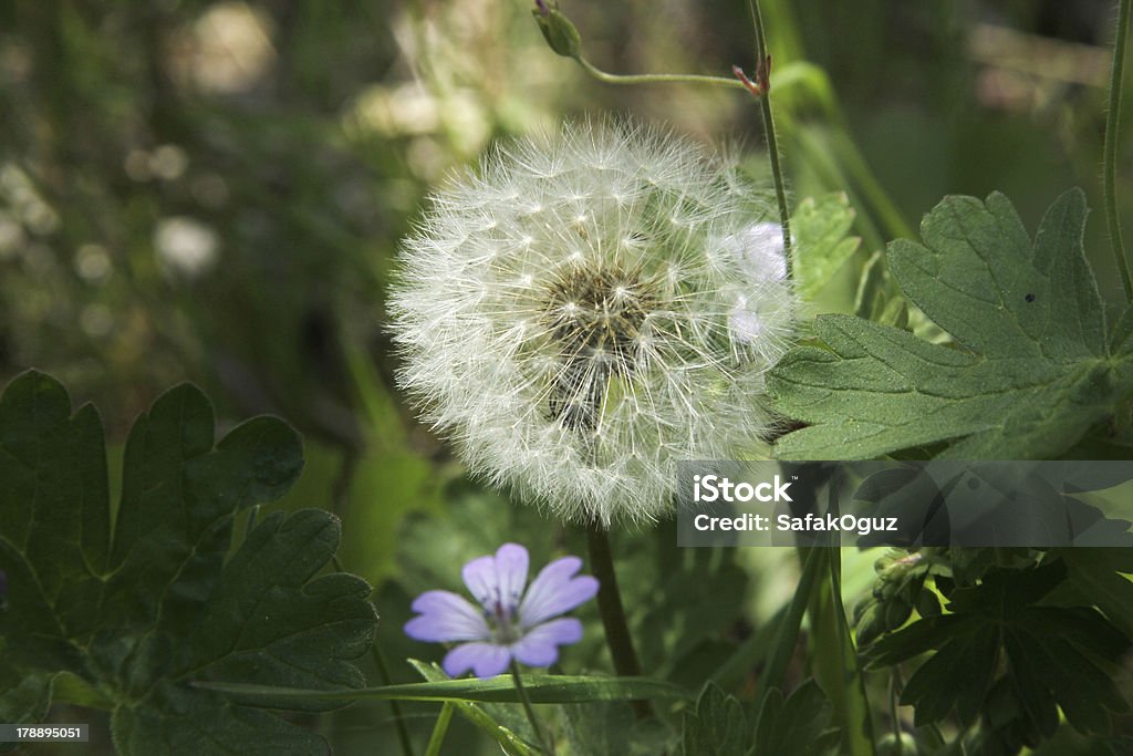 Fleur de pissenlit - Photo de Affaires libre de droits