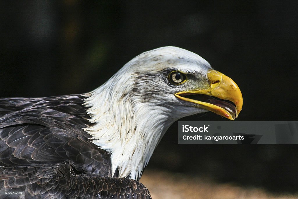 Pygargue à tête blanche - Photo de Aigle libre de droits