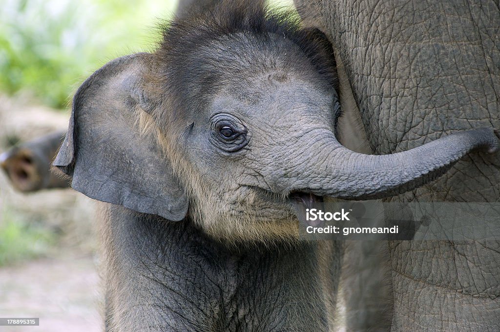 Baby elephant Baby elephant side by side with its mother Elephant Calf Stock Photo