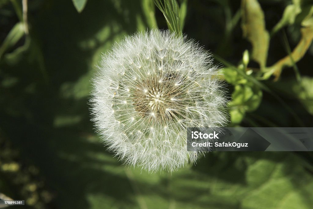 Dente-de-leão - Royalty-free Botânica - Ciência de plantas Foto de stock