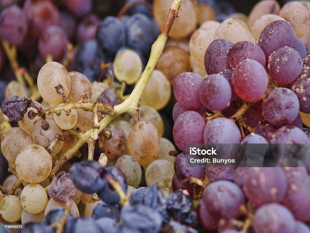Colheita de uvas - Foto de stock de Agricultura royalty-free