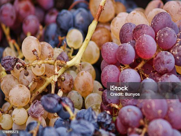 Foto de Colheita De Uvas e mais fotos de stock de Agricultura - Agricultura, Alcofa, Balde