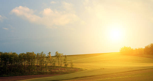 istock Green grassland in sunset 178895888