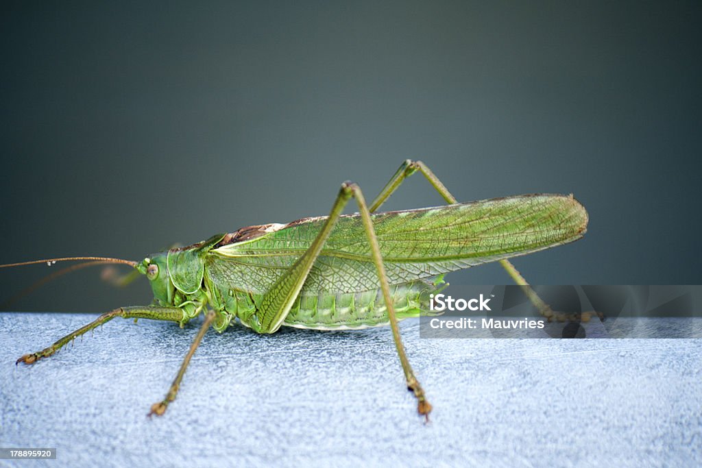 Saltamontes sobre acero - Foto de stock de Animal libre de derechos