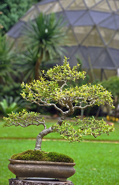 istock Japanese green bonzai 178895932