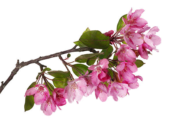 istock pink apple-tree isolated floral branch 178895966