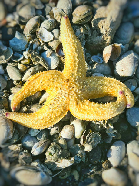 istock The remains of a dead seastar on the shell. 1788961119