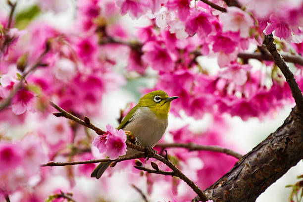 istock Japanese White-eye with pink cherry blossoms 178896305
