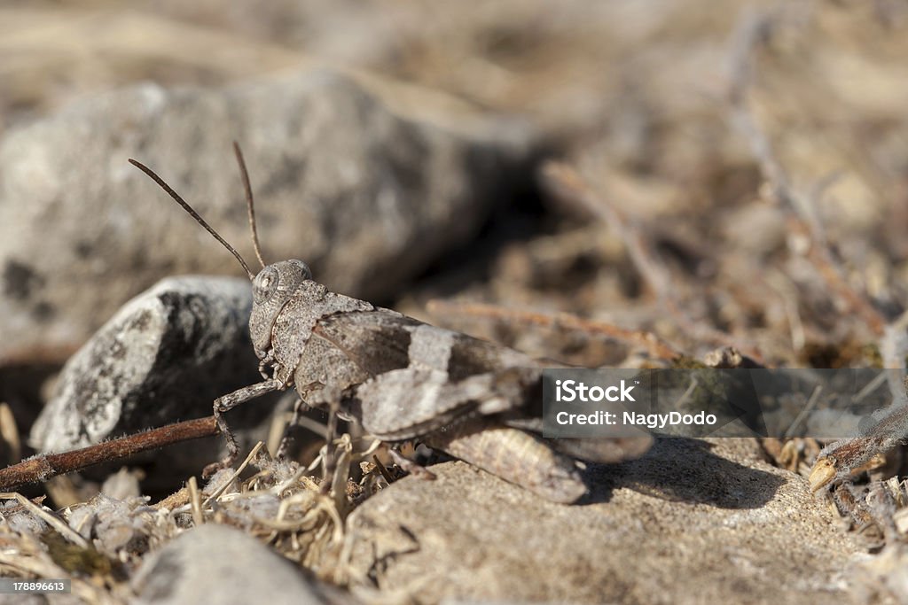 Brown Wanderheuschrecke Nahaufnahme - Lizenzfrei Braun Stock-Foto