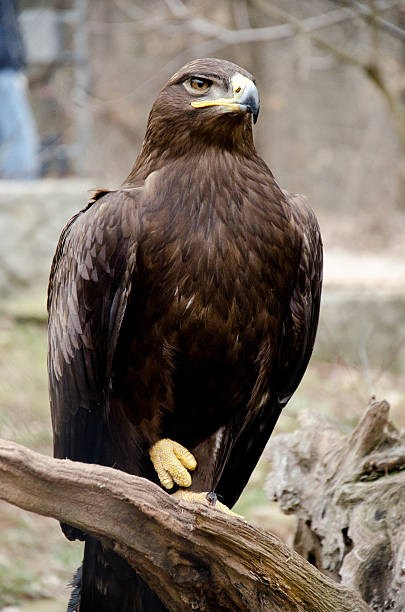 Steppe eagle stock photo