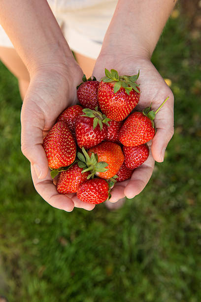 istock Handful of fresh ripe strawberries 178896705