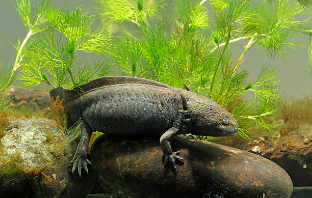 istock Axolotl, Ambystoma mexicanum 178896768