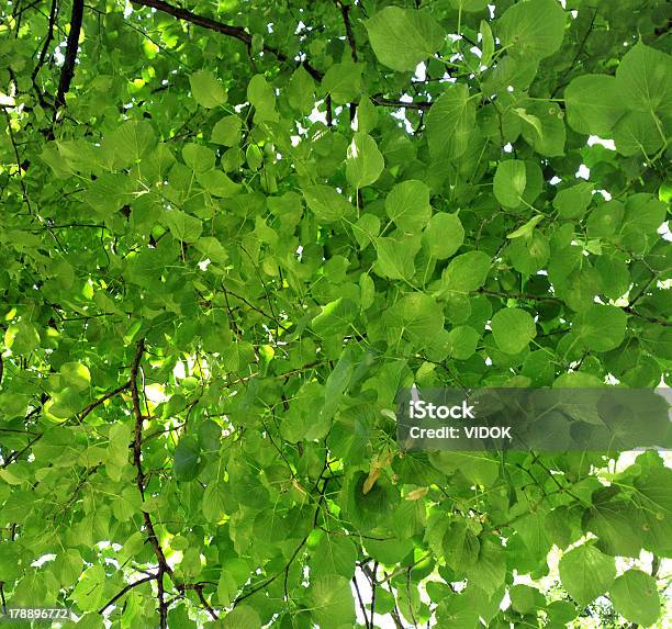 Verde Hojas Foto de stock y más banco de imágenes de Aire libre - Aire libre, Alto - Descripción física, Belleza de la naturaleza