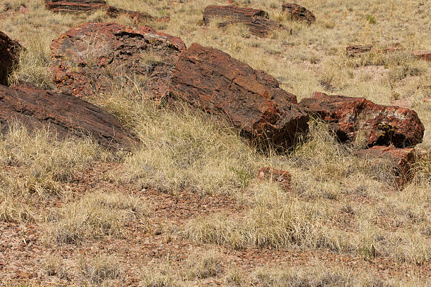 istock Ancient Trees in Petrified Forest National Park 178896885