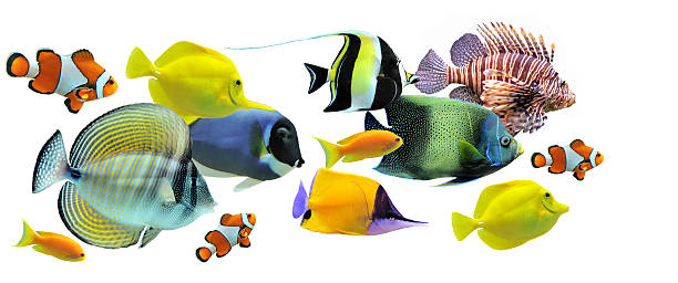 Small school of diverse, multi- colored fish group of fishes on a white background angelfish photos stock pictures, royalty-free photos & images