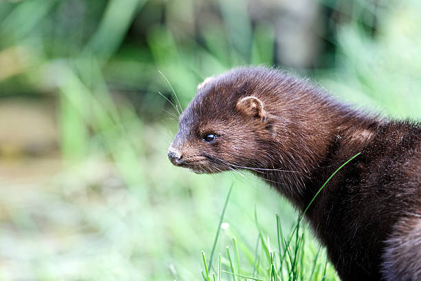 istock American mink, Mustela vison 178897006