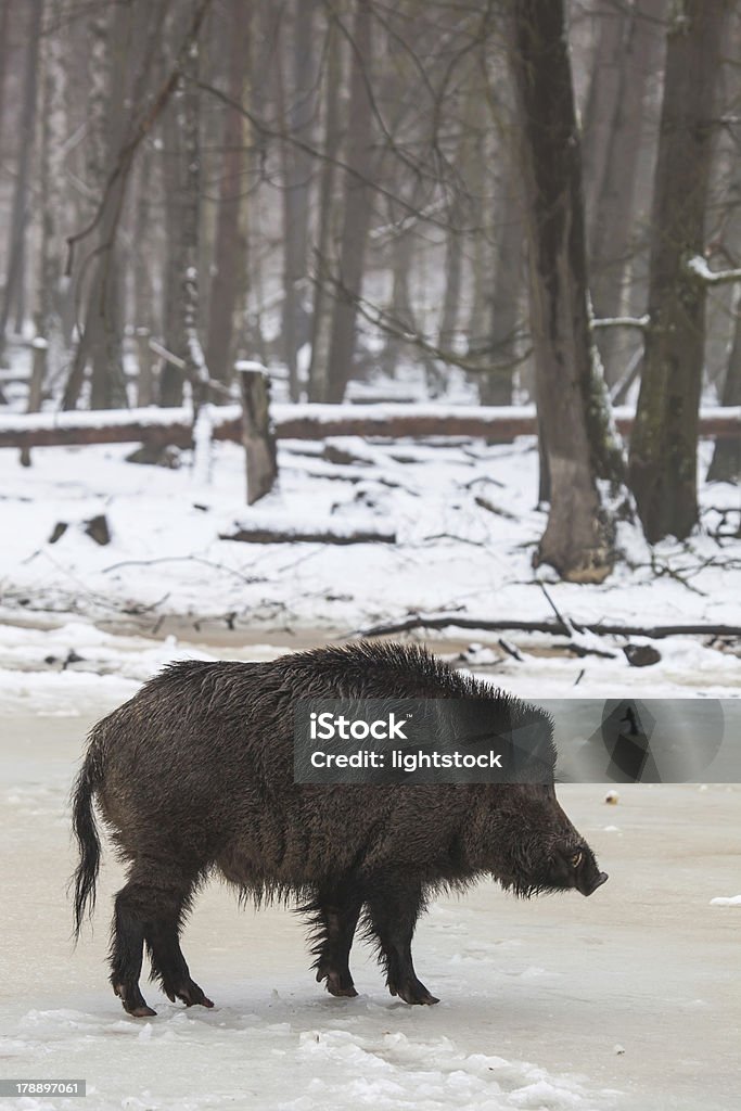 wild boar in inverno - Foto stock royalty-free di Aculeo